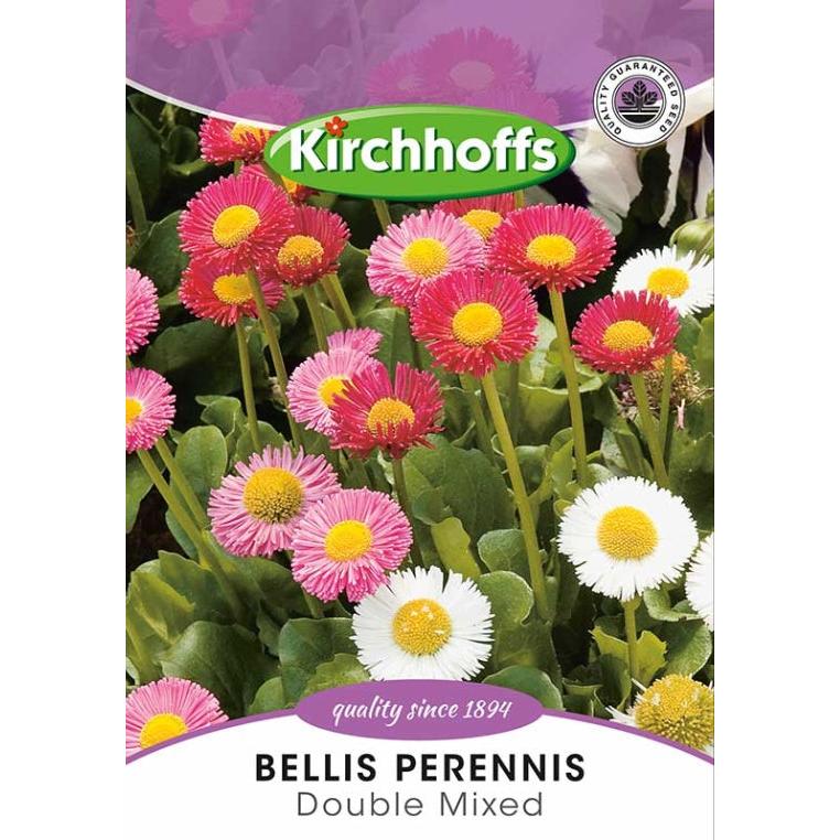 Flower Seed Bellis Perennis Kirchhoffs