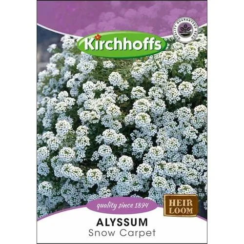 Flower Seed Alyssum Kirchhoffs-Snow Carpet-Picture Packet-