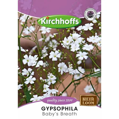 Flower Seed Gypsophila Kirchhoffs-Baby’s Breath-Picture Packet-