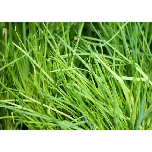 Herb Seed Basil Kirchhoffs-Sweet-Picture Packet-