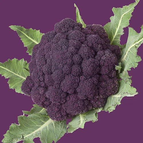 Vegetable Seed Broccoli RAW-Purple Sprouting-Picture Packet-