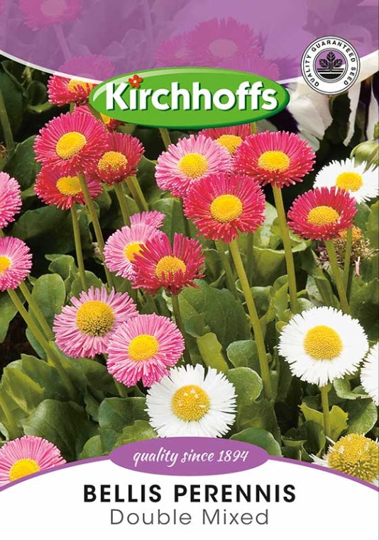 Flower Seed Bellis Perennis Kirchhoffs