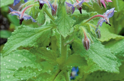 Herb Seed Borage Kirchhoffs