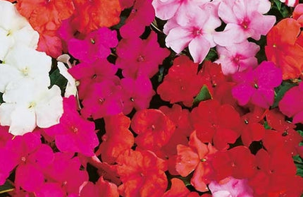 Flower Seed Impstiens Kirchhoffs