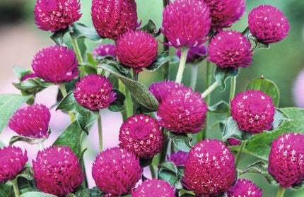 Flower Seed Gomphrena Kirchhoffs