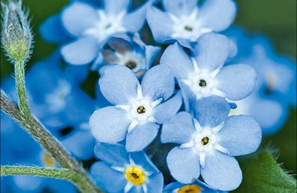 Flower Seed Forget-Me-Not Kirchhoffs