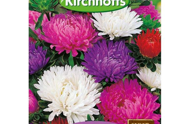 Flower Seed Aster Kirchhoffs