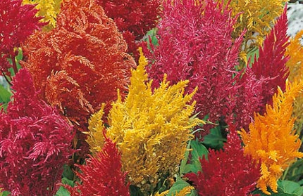 Flower Seed Colosia Kirchhoffs
