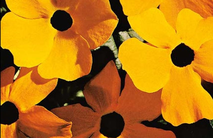 Flower Seed Thunbergia Kirchhoffs