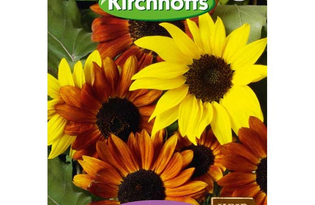 Flower Seed Sunflower Kirchhoffs