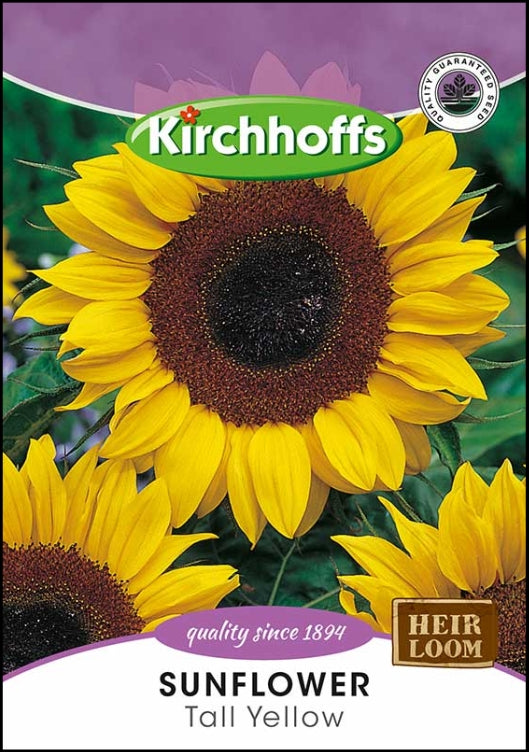 Flower Seed Sunflower Kirchhoffs