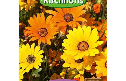 Flower Seed African Daisy Kirchhoffs-High Noon Mixed-Picture Packet