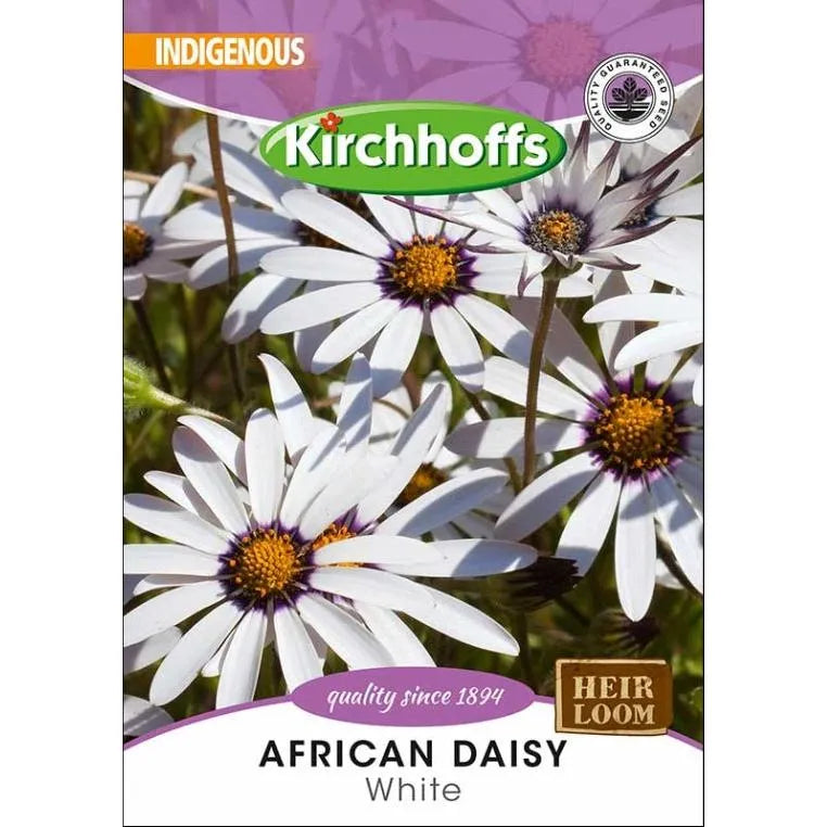 Flower Seed African Daisy Kirchhoffs-White-Picture Packet-