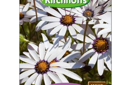 Flower Seed African Daisy Kirchhoffs-White-Picture Packet