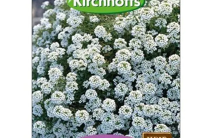 Flower Seed Alyssum Kirchhoffs-Snow Carpet-Picture Packet