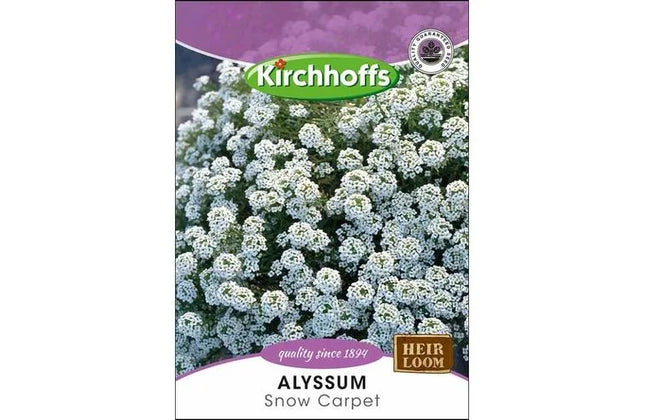 Flower Seed Alyssum Kirchhoffs-Snow Carpet-Picture Packet