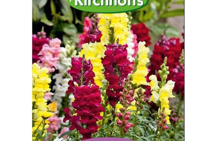 Flower Seed Antirrhinum Kirchhoffs-F2 Fancy Show Mix-Picture Packet