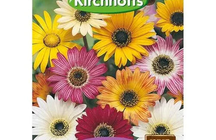 Flower Seed Arctotis Kirchhoffs-Crystal Palace-Picture Packet