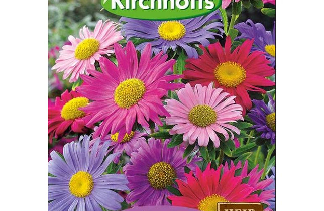 Flower Seed Aster Kirchhoffs-Single Rainbow Mixed-Picture Packet
