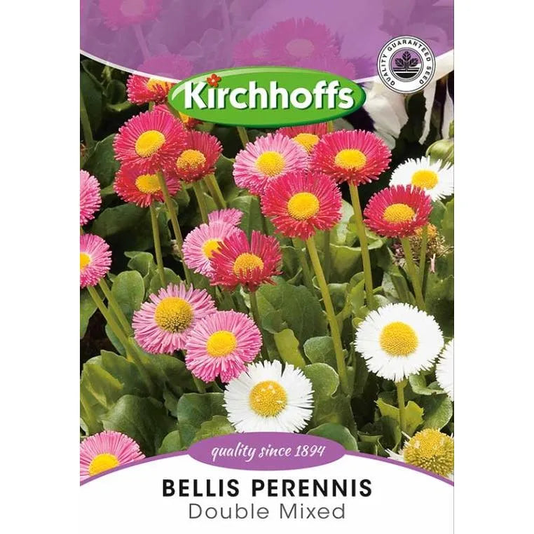Flower Seed Bellis Perennis Kirchhoffs-Mixed-Picture Packet-