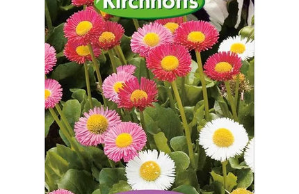 Flower Seed Bellis Perennis Kirchhoffs-Mixed-Picture Packet