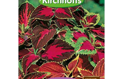 Flower Seed Coleus Kirchhoffs-Rainbow Mixed-Picture Packet