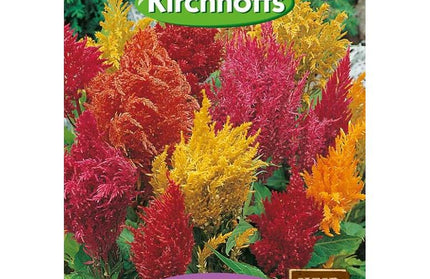 Flower Seed Colosia Kirchhoffs-Pampas Plume Mixed-Picture Packet