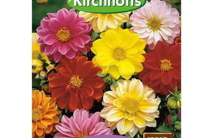 Flower Seed Dahlia Kirchhoffs-Unwin’s Ideal Bedding Mix-Picture Packet-