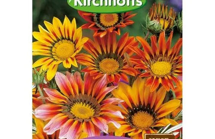 Flower Seed Gazania Kirchhoffs-Caledon Giants Mixed-Picture Packet