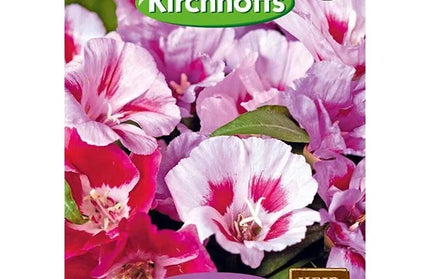 Flower Seed Godetia Kirchhoffs-Azalea Flowered Mixed-Picture Packet