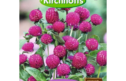 Flower Seed Gomphrena Kirchhoffs-Lavender Lady-Picture Packet