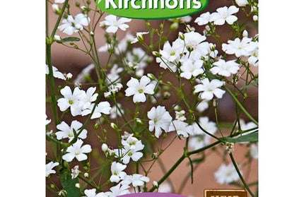 Flower Seed Gypsophila Kirchhoffs-Baby’s Breath-Picture Packet