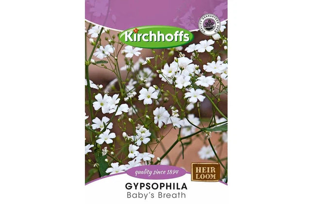 Flower Seed Gypsophila Kirchhoffs-Baby’s Breath-Picture Packet