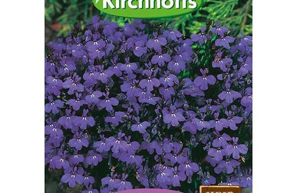 Flower Seed Lobelia Kirchhoffs-Crystal Palace-Picture Packet