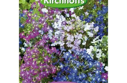 Flower Seed Lobelia Kirchhoffs-String of Pearls-Picture Packet