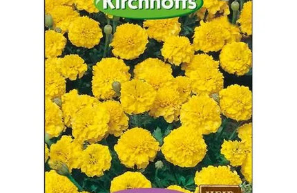 Flower Seed Marigold's Kirchhoffs-Dwarf Lemon Drop-Picture Packet