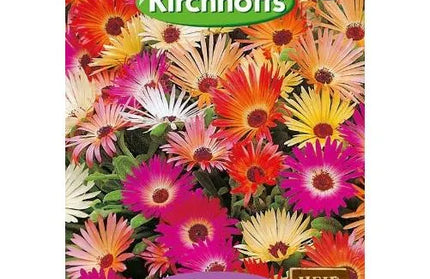Flower Seed Mesembryanthemum Kirchhoffs-Vygies Mixed-Picture Packet