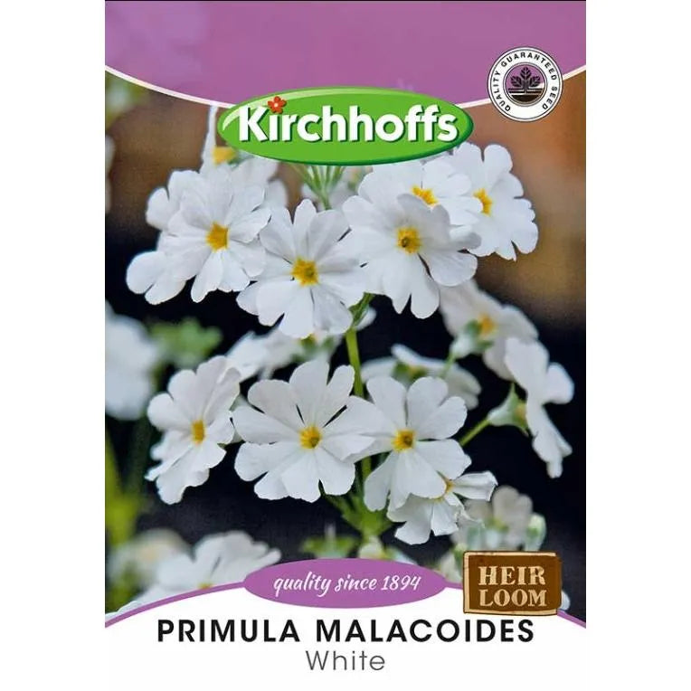 Flower Seed Primula Kirchhoffs-Malacoides White-Picture Packet-