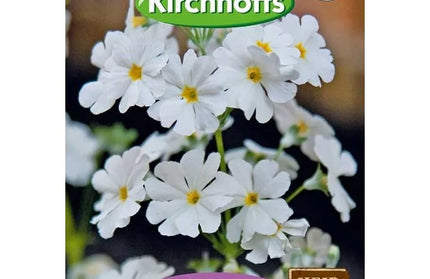Flower Seed Primula Kirchhoffs-Malacoides White-Picture Packet