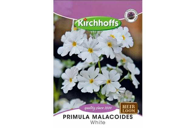 Flower Seed Primula Kirchhoffs-Malacoides White-Picture Packet