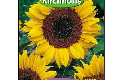 Flower Seed Sunflower Kirchhoffs-Tall Yellow-Picture Packet