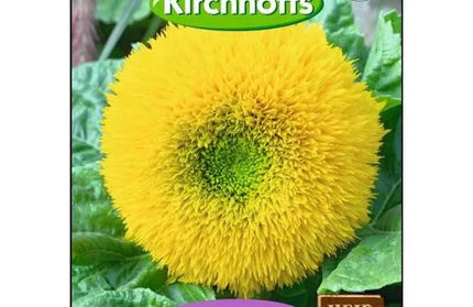 Flower Seed Sunflower Kirchhoffs-Teddy Bear-Picture Packet