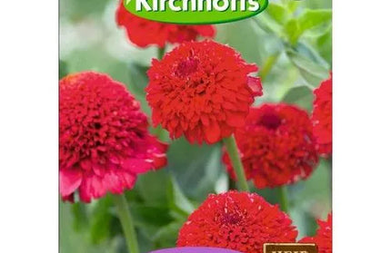 Flower Seed Zinnia Kirchhoffs-Jazzy-Picture Packet