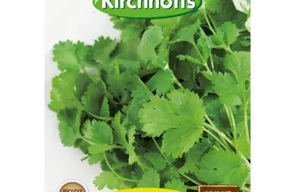 Herb Seed Coriander Kirchhoffs-Apium Gravealens-Picture Packet