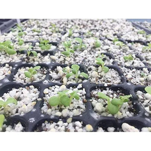 Seedling Germination Tray-128 Cell-White-each