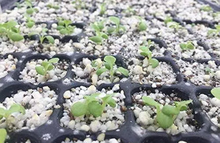 Seedling Germination Tray-128 Cell-White-each
