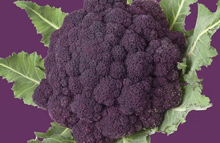 Vegetable Seed Broccoli RAW-Purple Sprouting-Picture Packet-