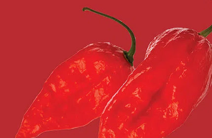 Vegetable Seed Chilli Pepper RAW-Ghost Chilli / Bhut Jolokia-Picture Packet-