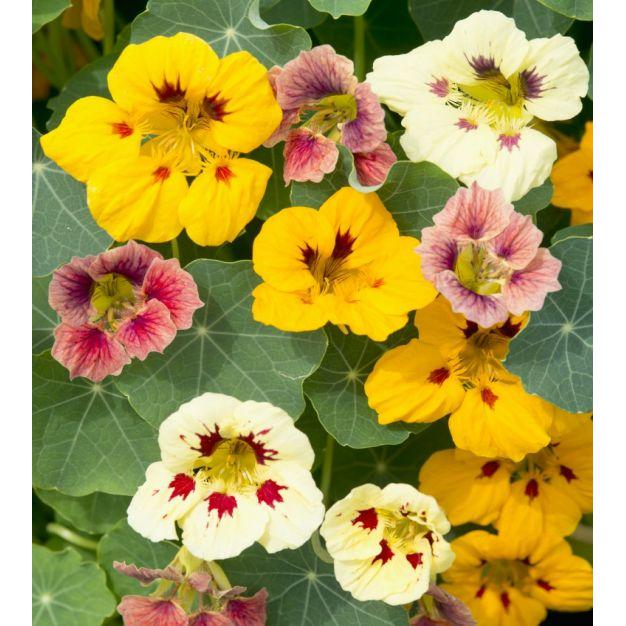 Flower Seed Nasturtium Kirchhoffs-Seeds-Kirchhoffs-Lady Bird Mix-Picture Packet-diyshop.co.za